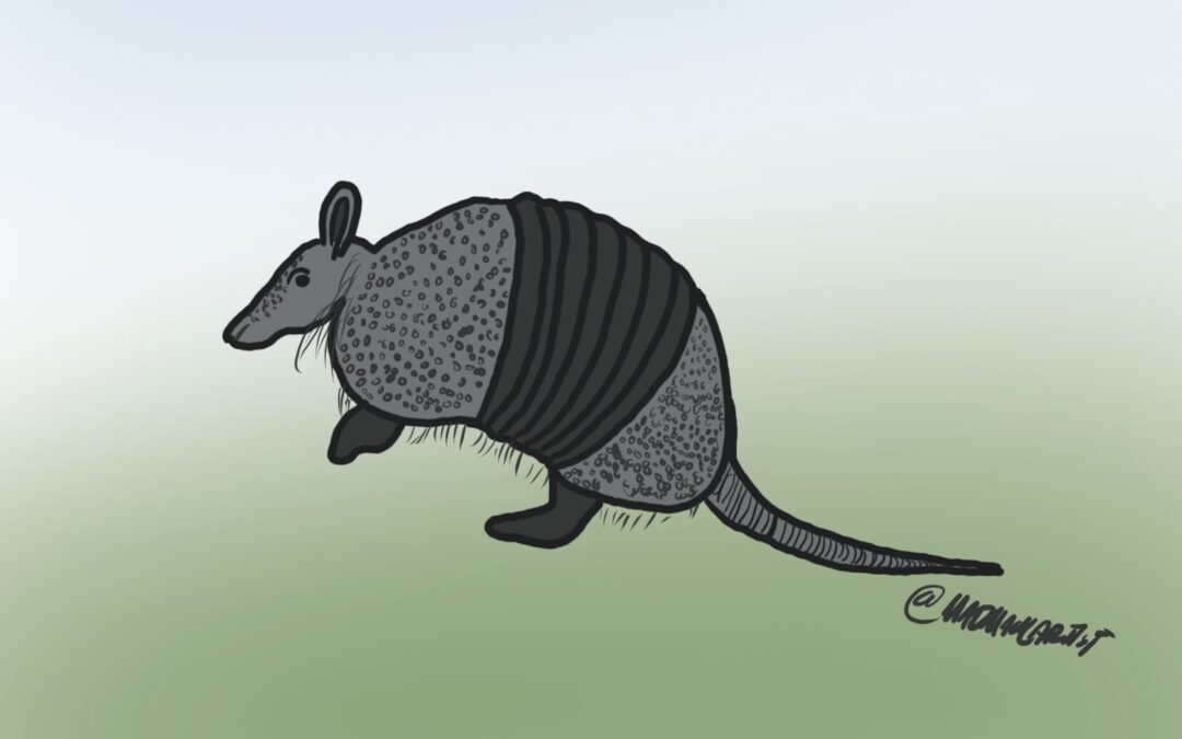 The Armadillos Strike Back